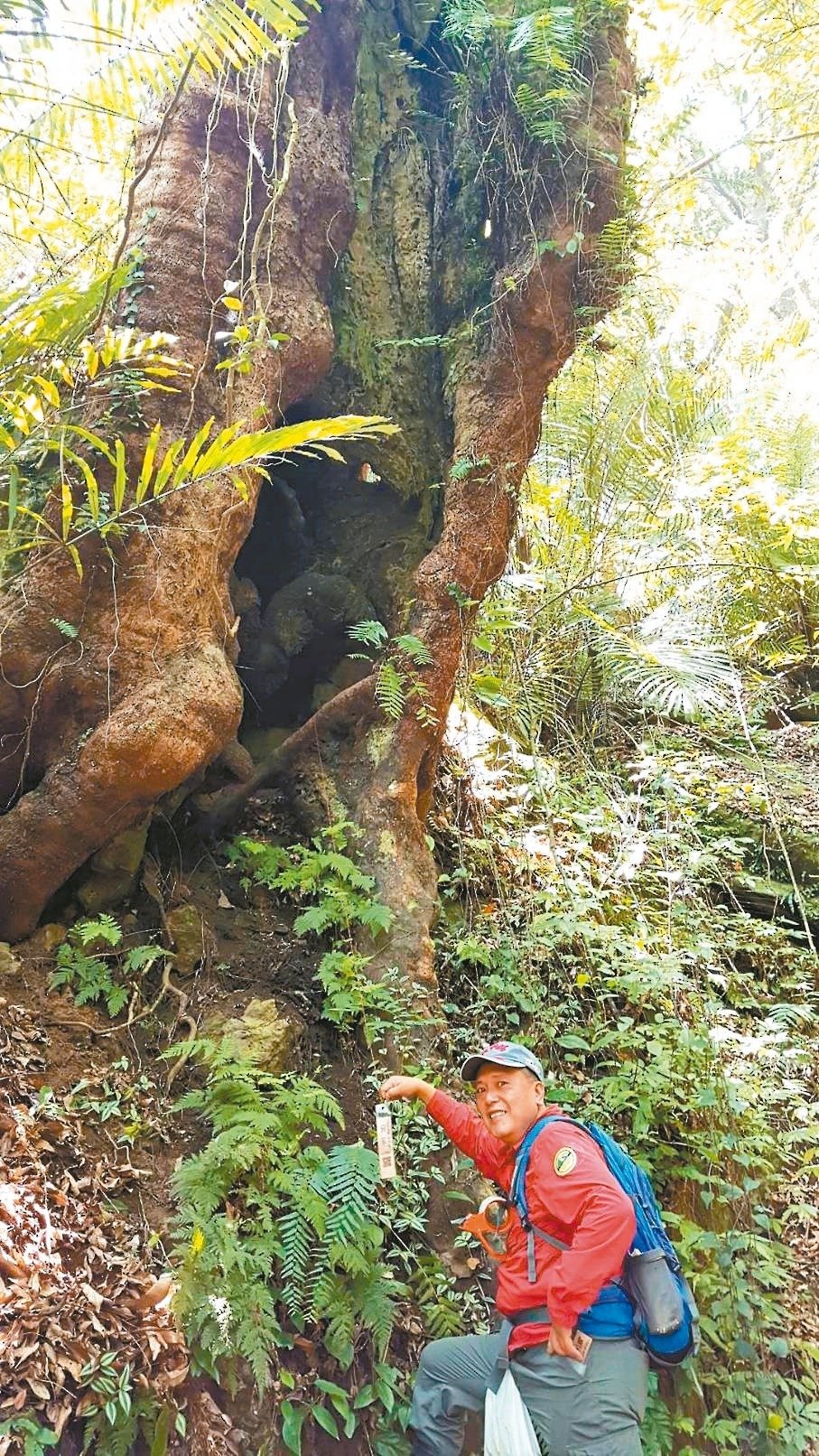 楔隘古道沿途有9棵百年老樹，只要與其中5棵合影，私訊到苗栗社大臉書專頁，前一百名就可以獲得精美獎品。 圖／苗栗社大提供